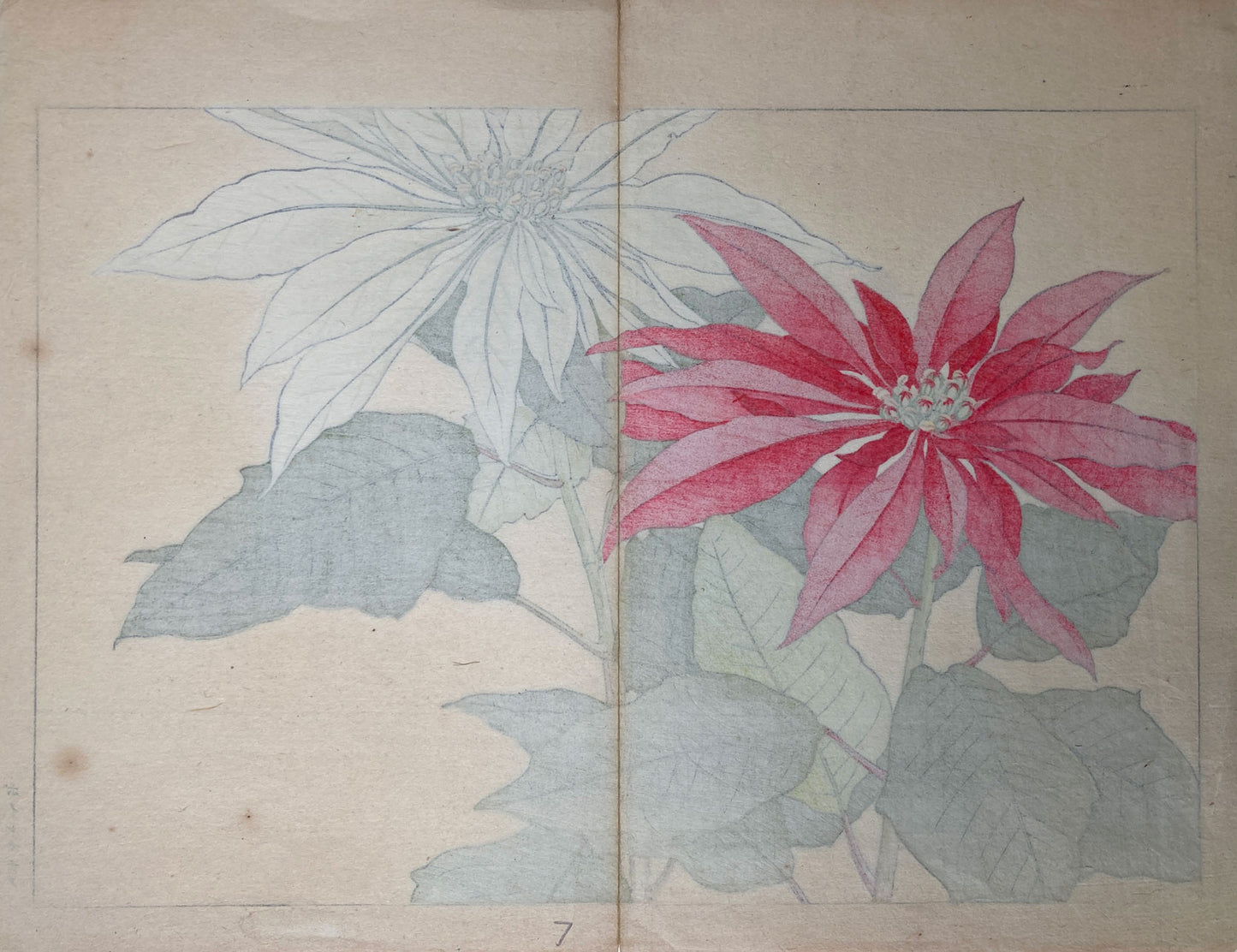 Konan - Pictorial Book of Western Flowers