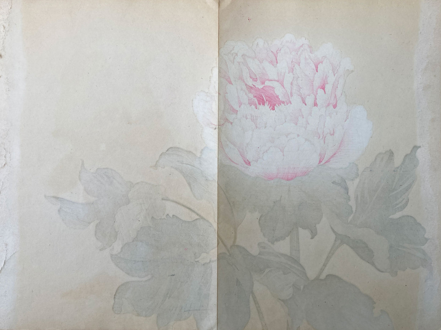 Konan - The Peony Series from the Imperial Exhibition