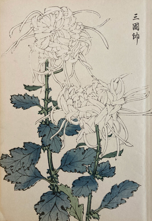 mg0033-keika-hasegawa-one-hundred-chrysanthemums-japanese-woodblock-print