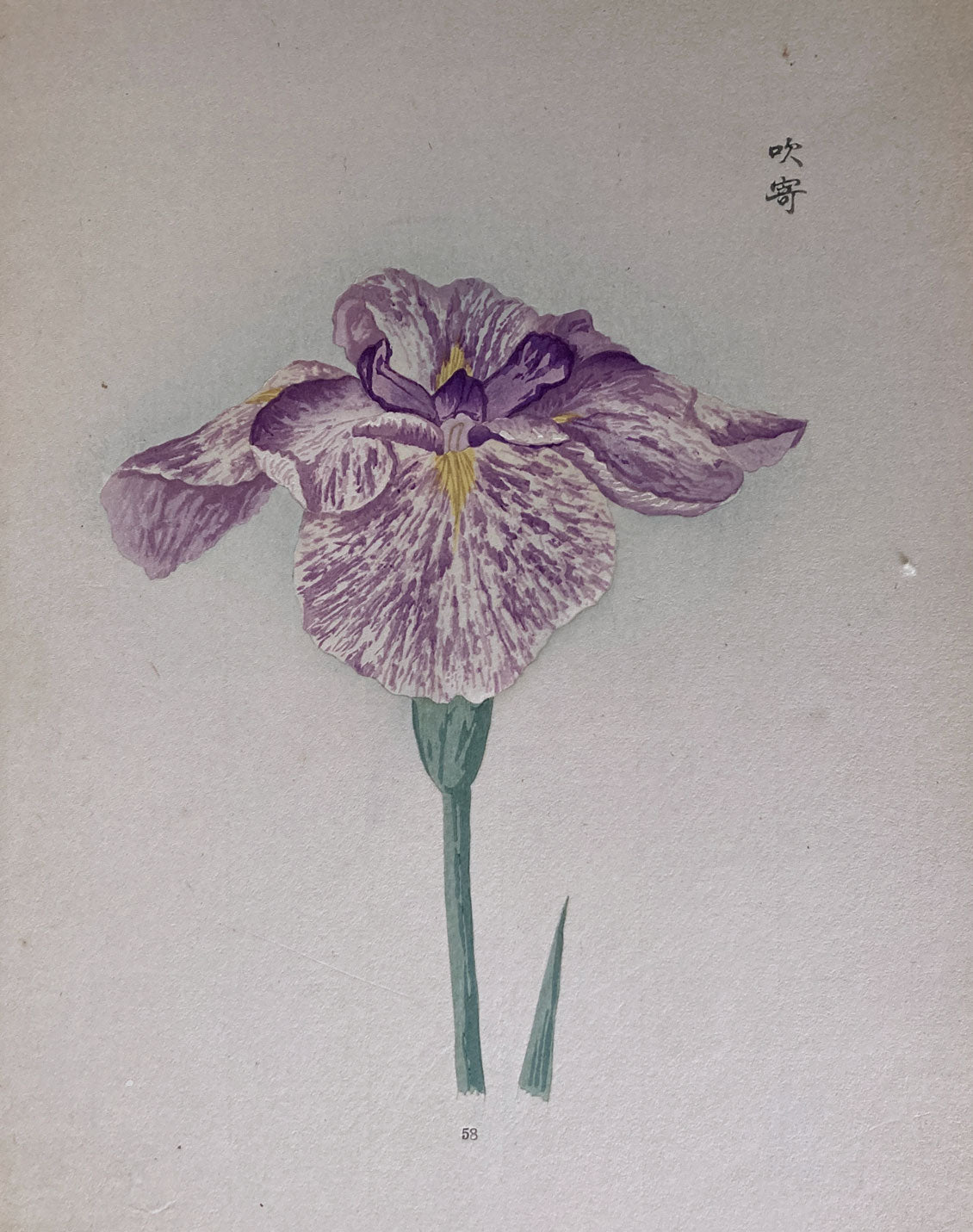 Miyoshi - Iris Laevigata Fisch