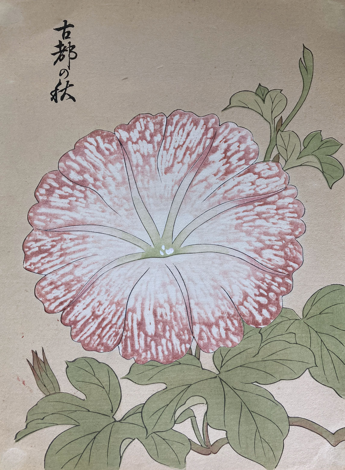 Morning Glory Flower Prints