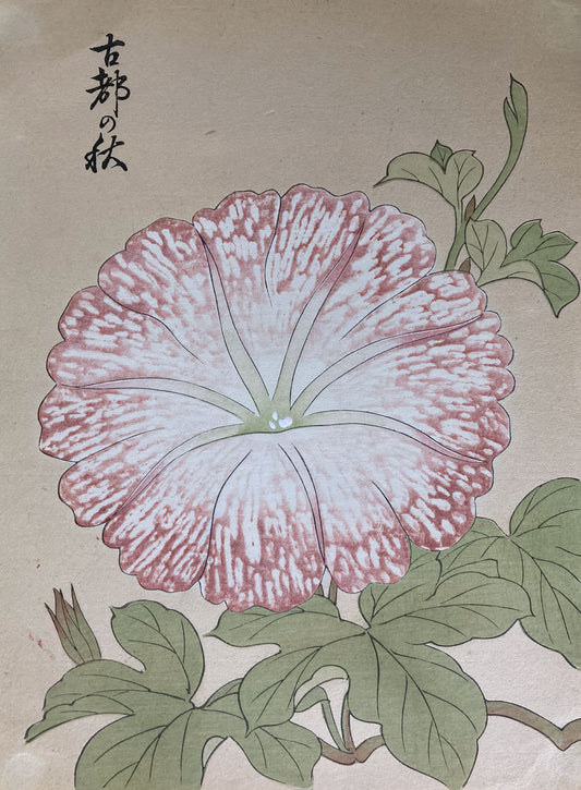 Morning Glory Flower Prints
