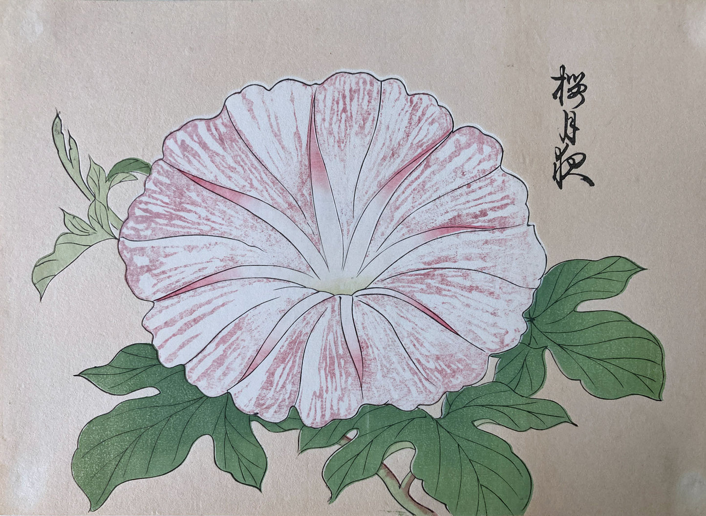 Morning Glory Flower Prints