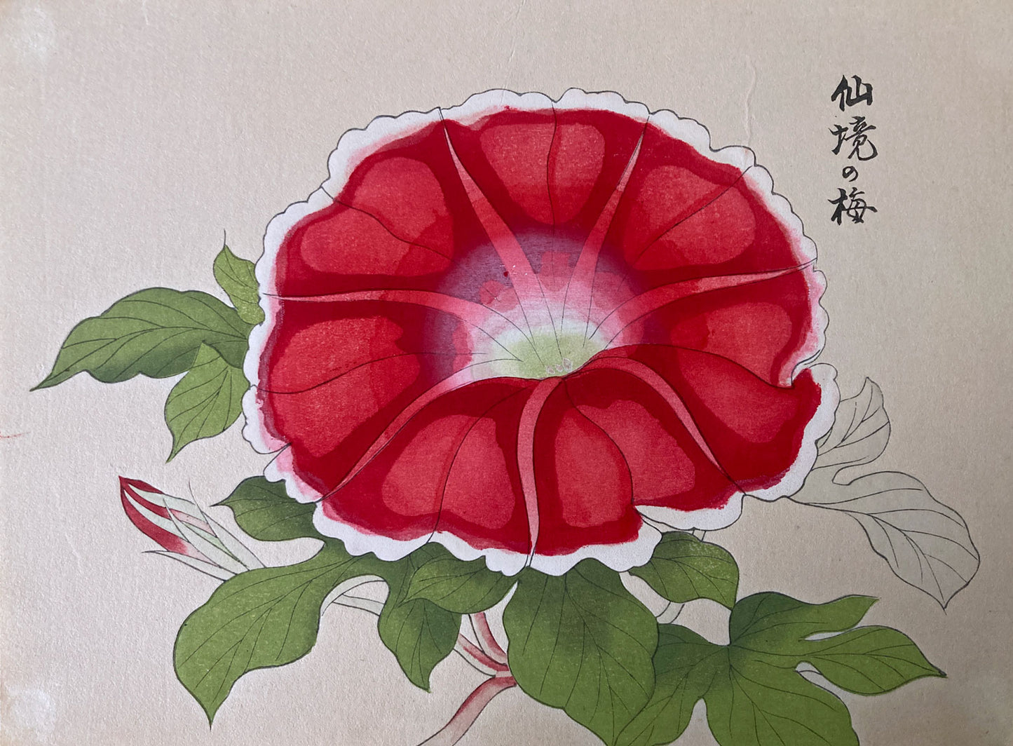 Morning Glory Flower Prints