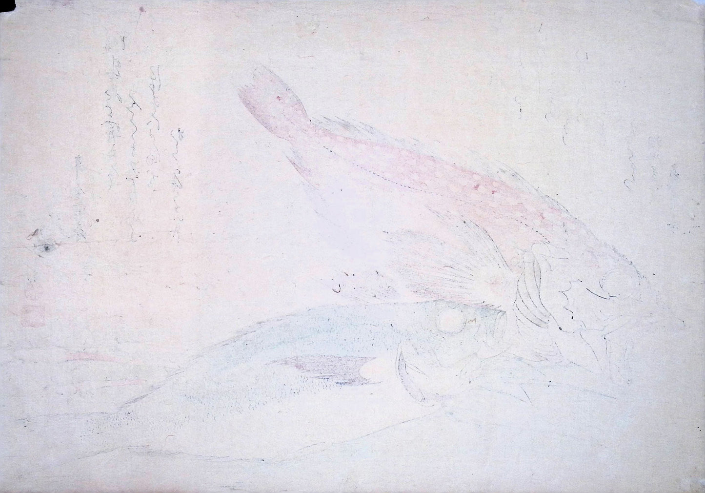 Hiroshige - Uozukushi (Every Variety of Fish) - Kasago & Isaki