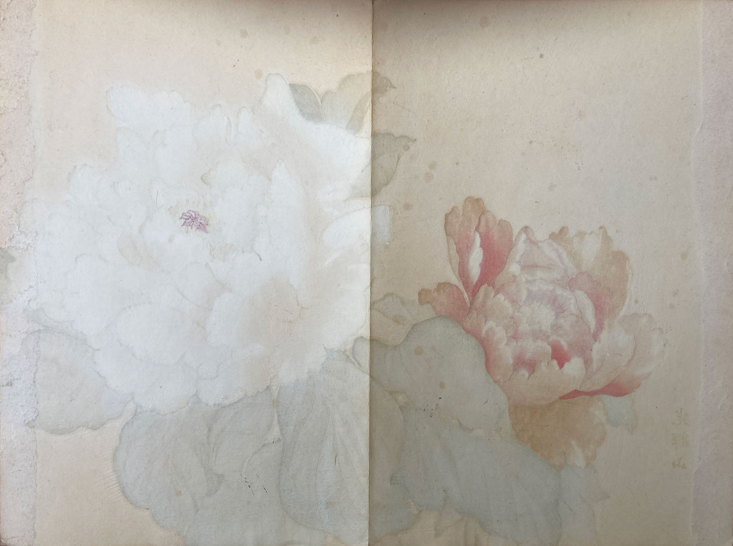 Konan - The Peony Series from the Imperial Exhibition