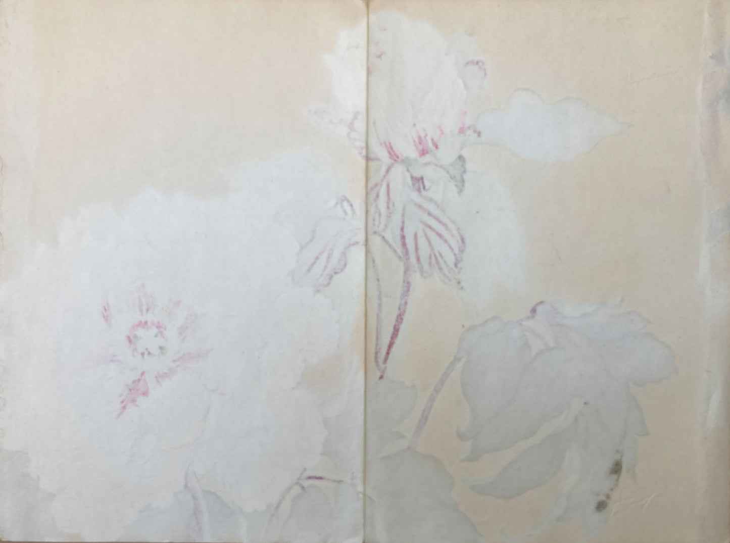 Konan - The Peony Series from the Imperial Exhibition