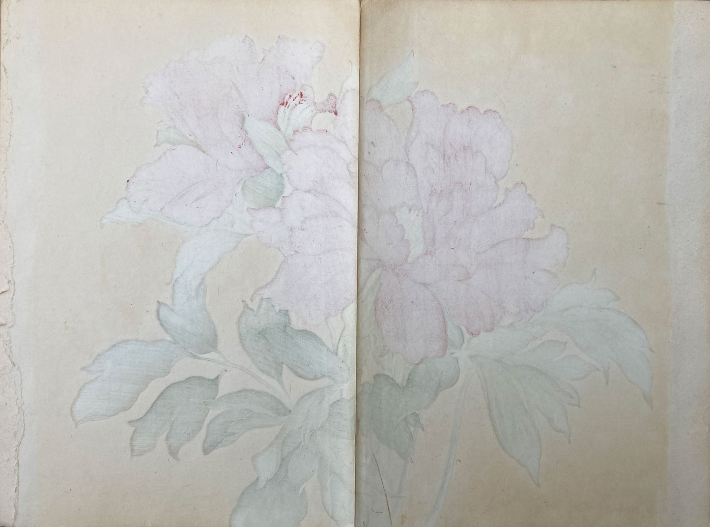 Konan - The Peony Series from the Imperial Exhibition