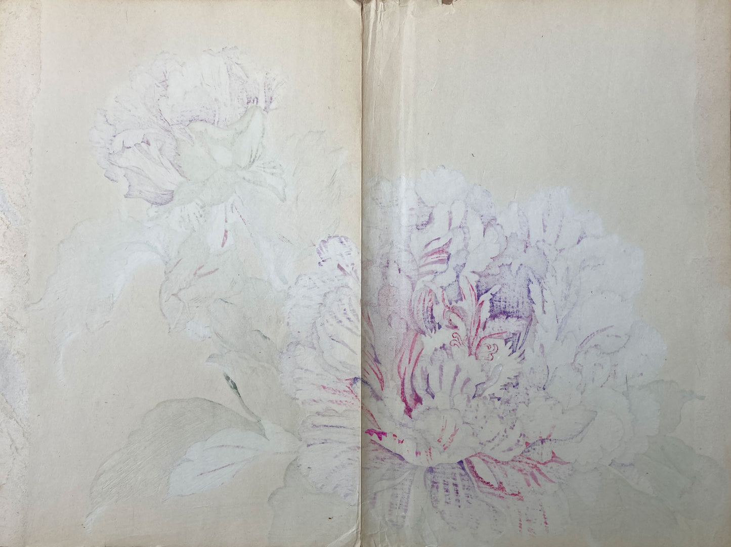 Konan - The Peony Series from the Imperial Exhibition