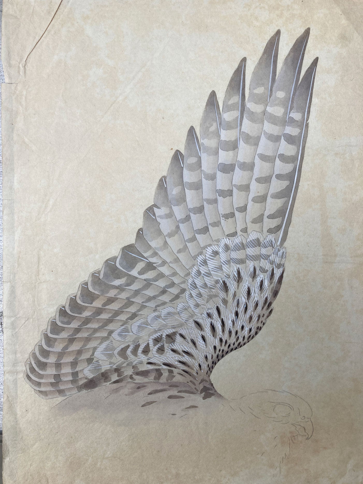 2 Original Japanese Hawk Illustrations