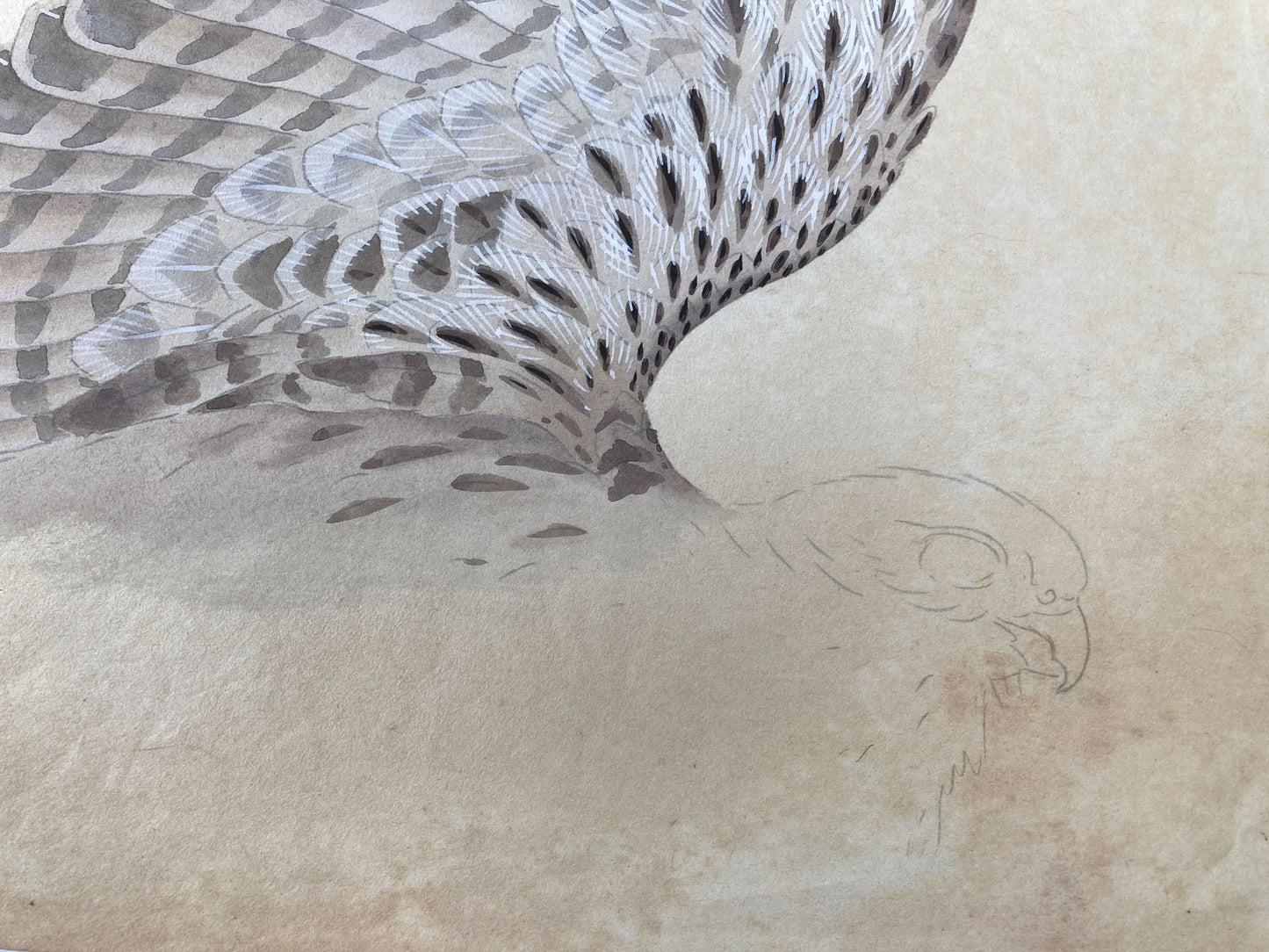 2 Original Japanese Hawk Illustrations