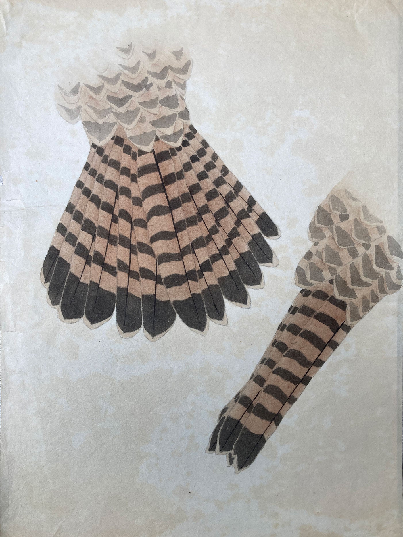 2 Original Japanese Hawk Illustrations