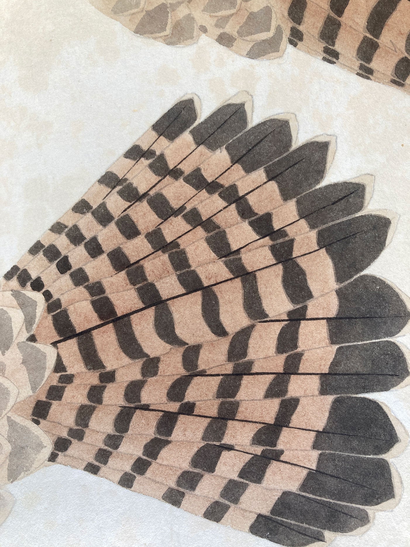 2 Original Japanese Hawk Illustrations