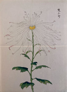 Keika Hasegawa: One Hundred Chrysanthemums