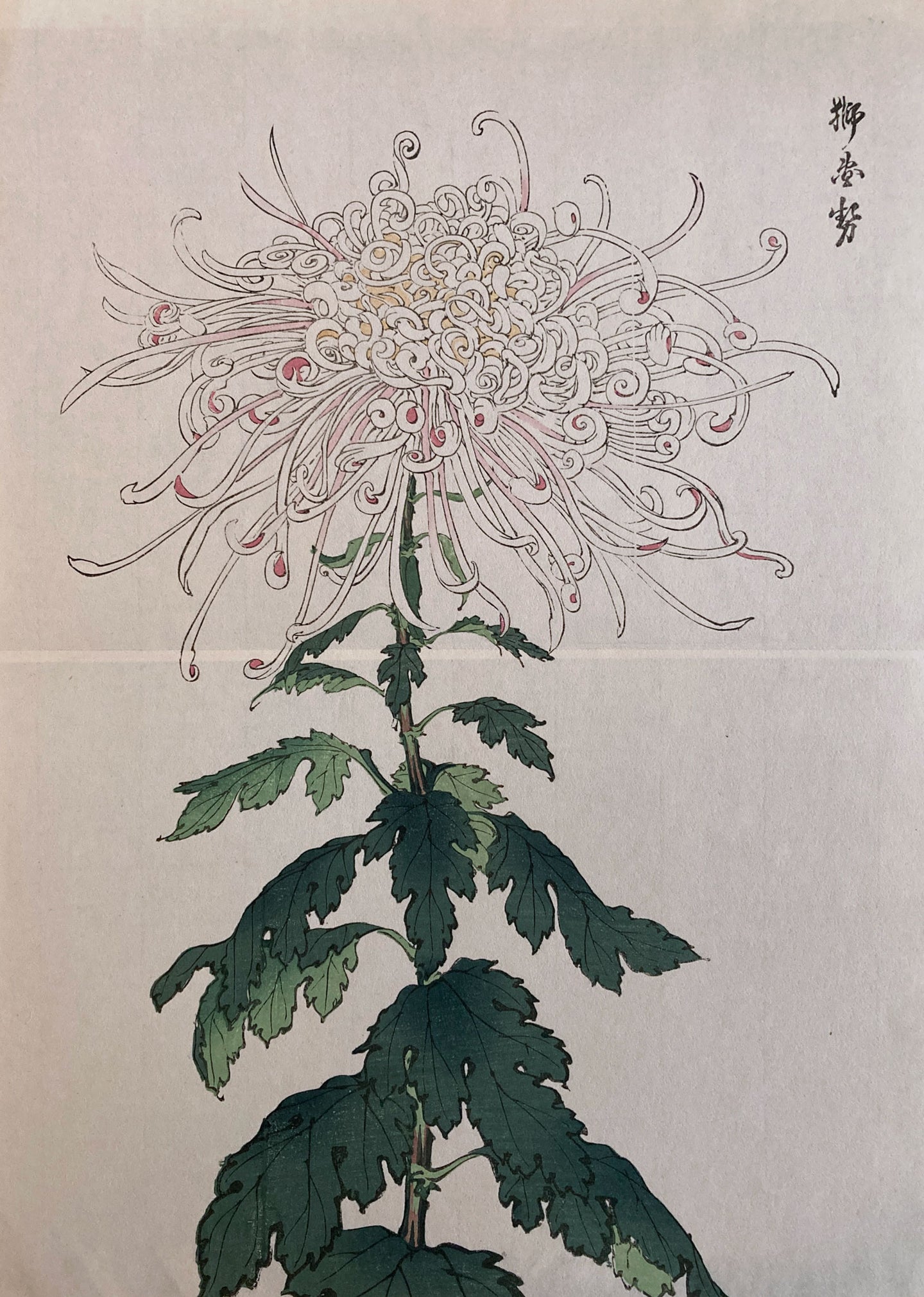 mg0028-keika-hasegawa-one-hundred-chrysanthemums-japanese-woodblock-print