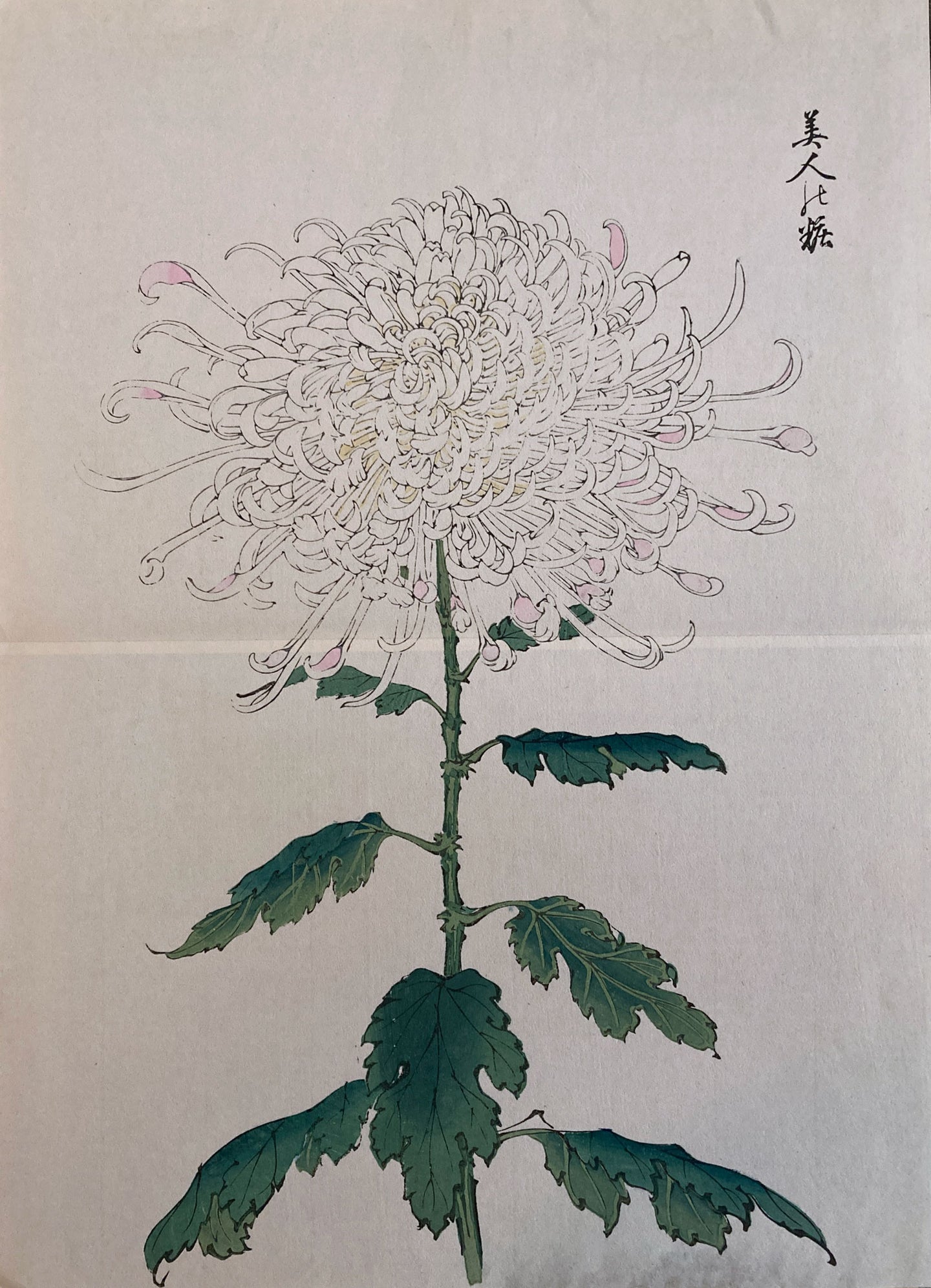 mg0029-keika-hasegawa-one-hundred-chrysanthemums-japanese-woodblock-print