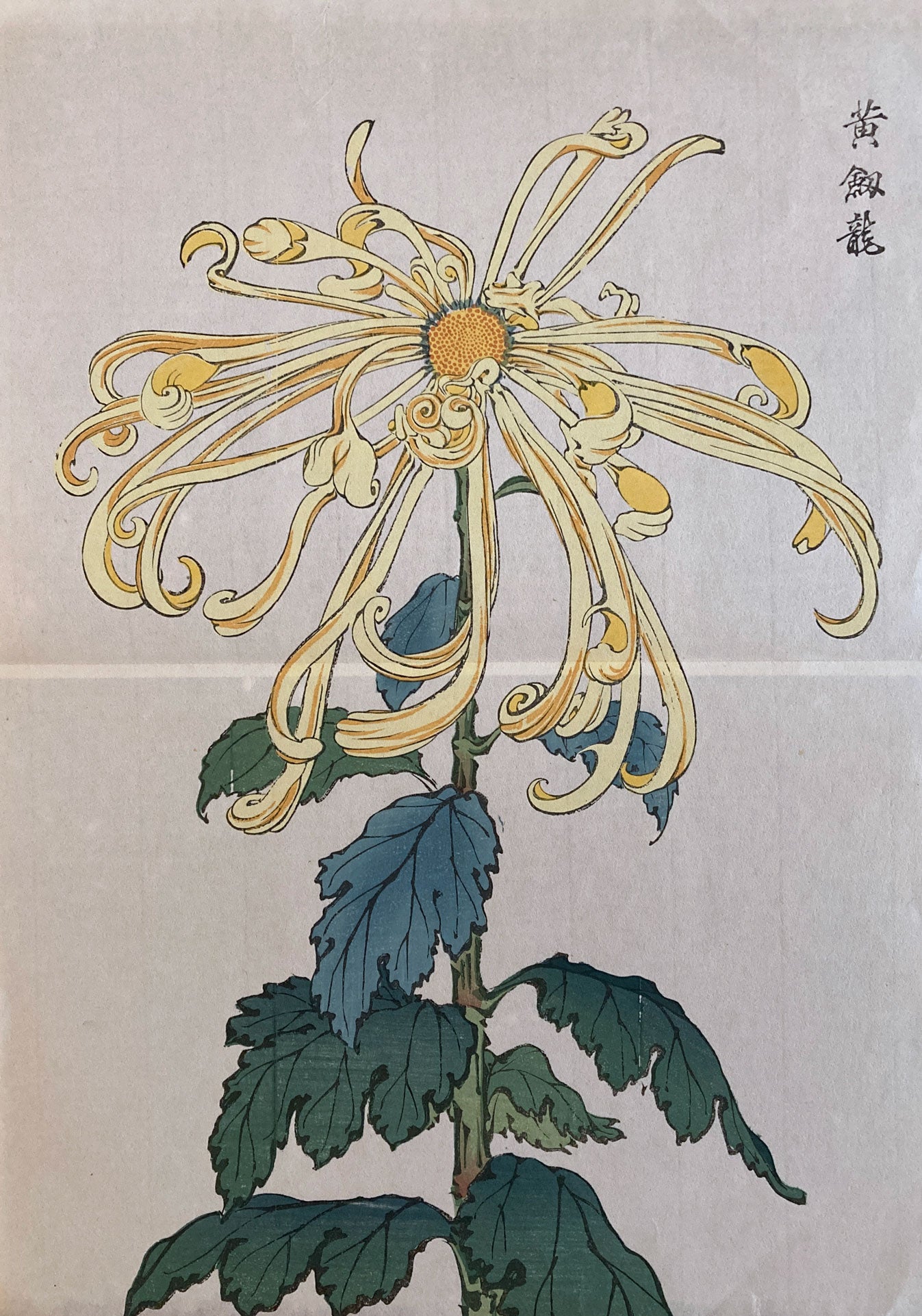 mg0030-keika-hasegawa-one-hundred-chrysanthemums-japanese-woodblock-print