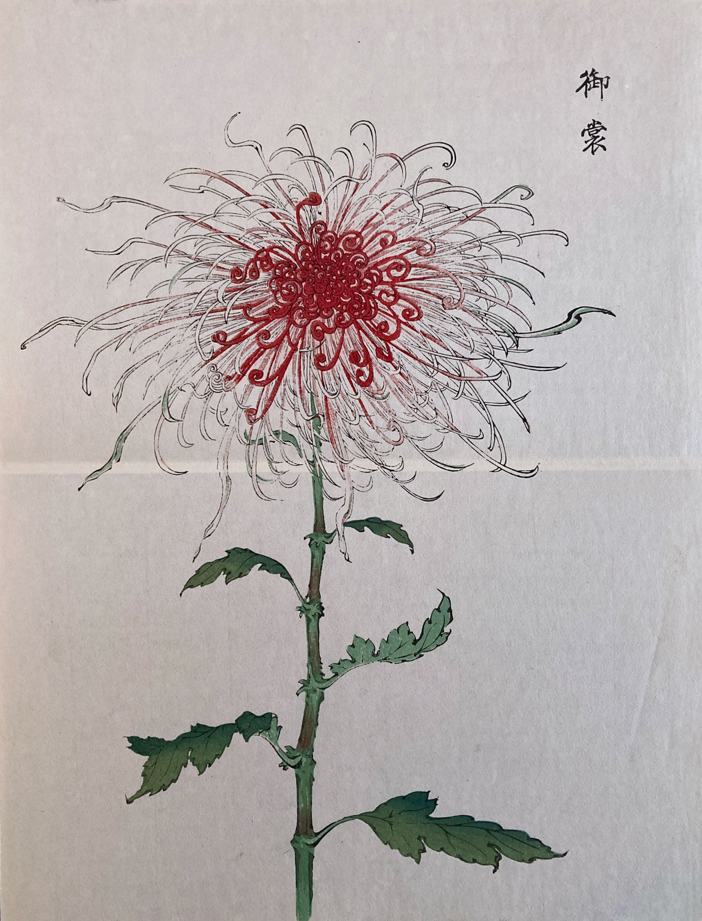 mg0031-keika-hasegawa-one-hundred-chrysanthemums-japanese-woodblock-print