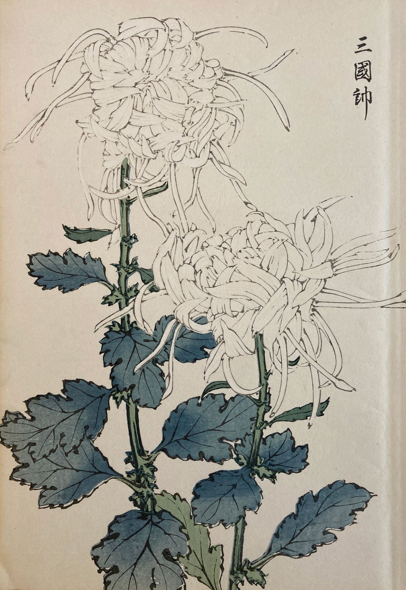 mg0033-keika-hasegawa-one-hundred-chrysanthemums-japanese-woodblock-print
