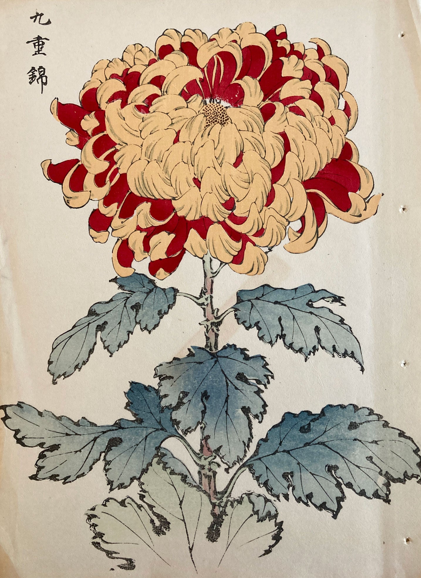 mg0034-keika-hasegawa-one-hundred-chrysanthemums-japanese-woodblock-print