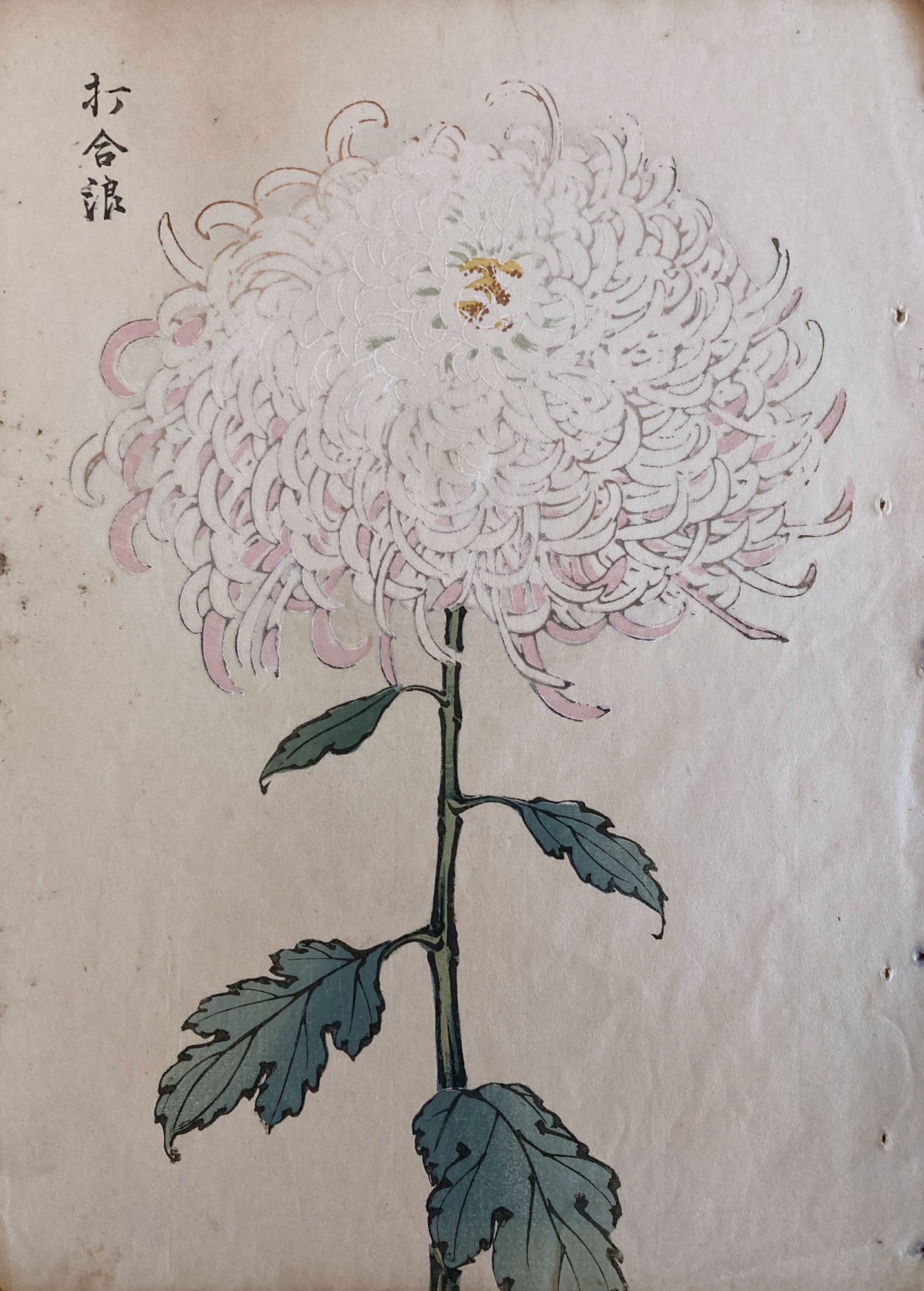 mg0035-keika-hasegawa-one-hundred-chrysanthemums-japanese-woodblock-print