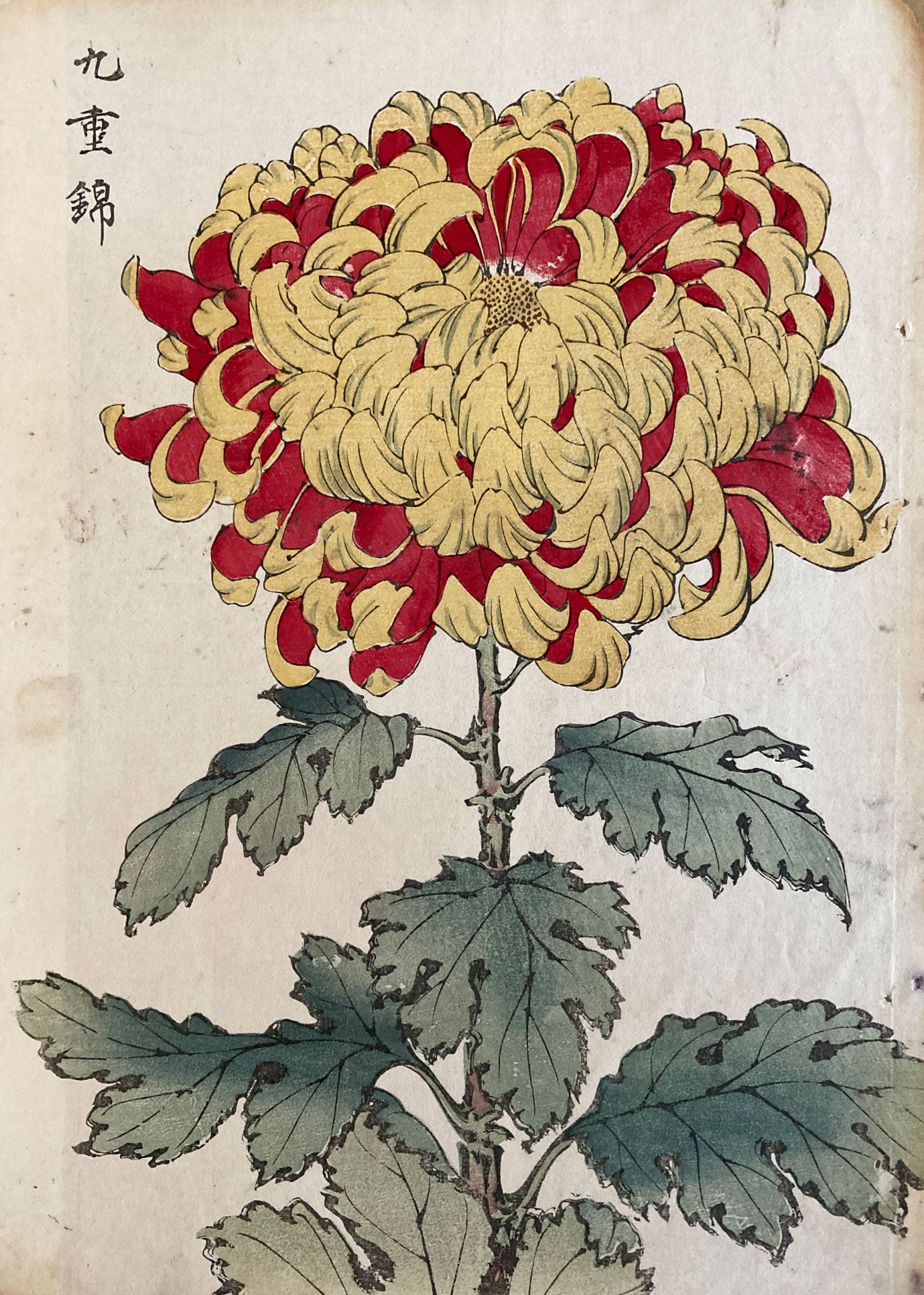 mg0037-keika-hasegawa-one-hundred-chrysanthemums-japanese-woodblock-print