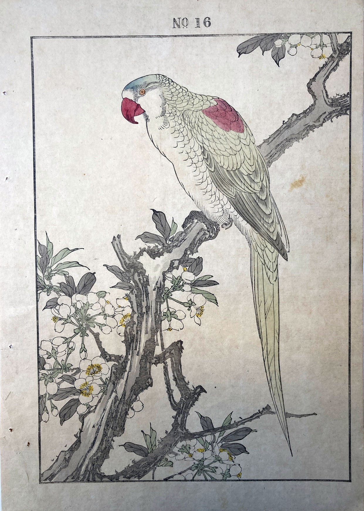 Imao Keinen - Green Back Parrot - Plum Blossoms