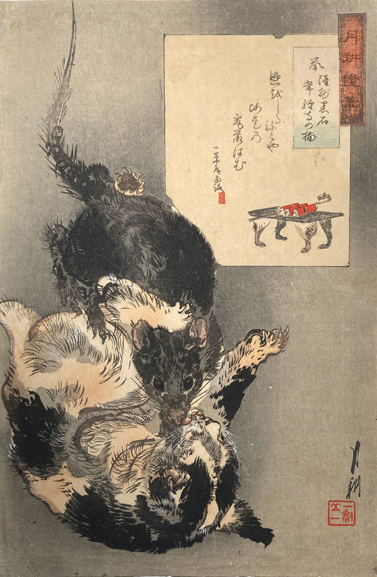 Gekko -  The Cat of Kuroishi Jokyoji Temple
