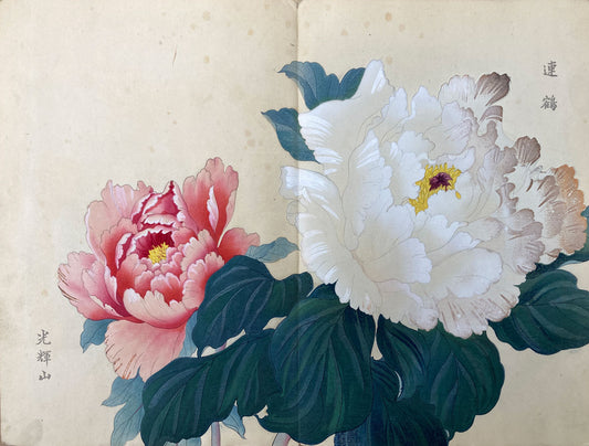 Konan - The Peony Series from the Imperial Exhibition