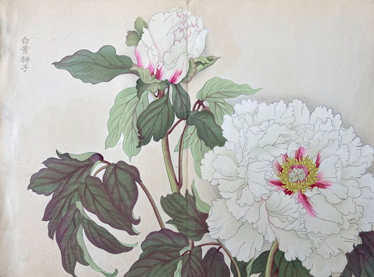 Konan - The Peony Series from the Imperial Exhibition