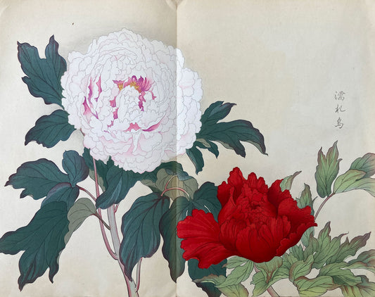 Konan - The Peony Series from the Imperial Exhibition