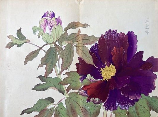 Konan - The Peony Series from the Imperial Exhibition