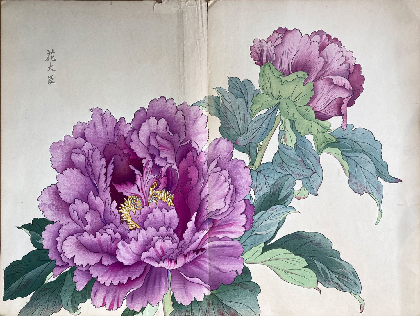 Konan - The Peony Series from the Imperial Exhibition