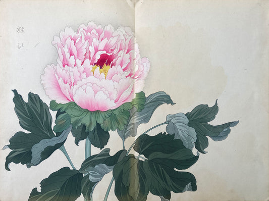 Konan - The Peony Series from the Imperial Exhibition