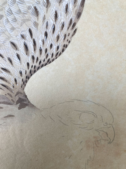 2 Original Japanese Hawk Illustrations