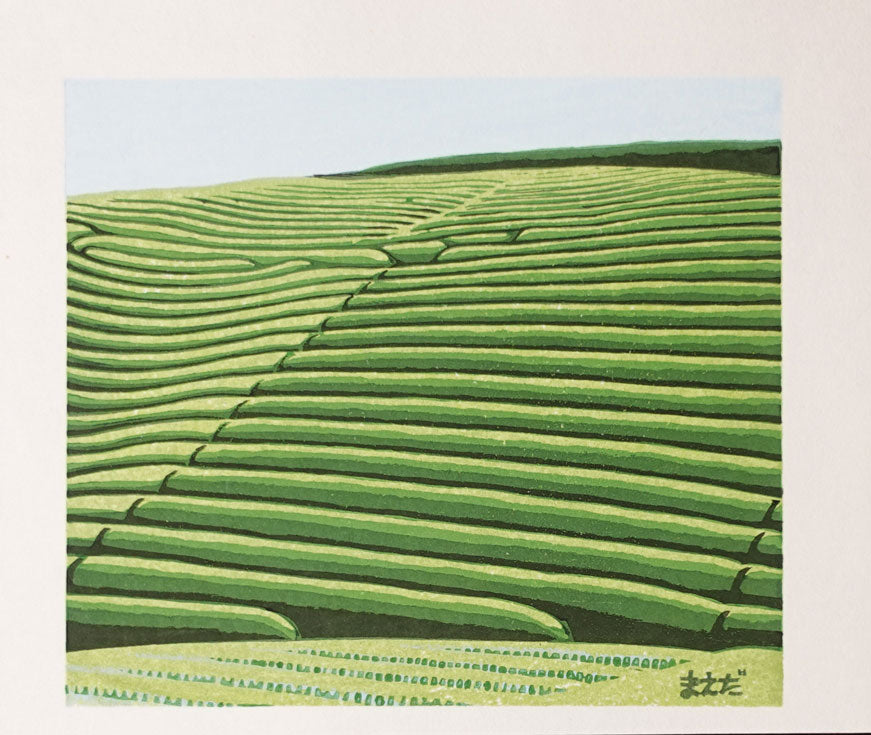 Maeda Koichi - Tea Plantation in Early Summer